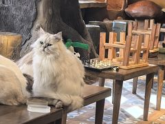 -猫猫幼稚园·撸猫·桌游·电玩