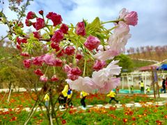 -绵阳盛世樱花悠乐谷