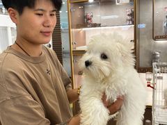 -翊宠yipet猫狗购宠庄园犬舍•猫舍