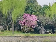 -无锡蠡湖国家湿地公园-蠡园