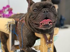 -西安京西宠物医院·瘫痪·疑难杂症