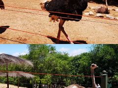 -沈阳森林动物园