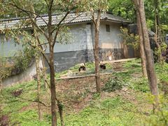 -中国大熊猫保护研究中心雅安碧峰峡基地