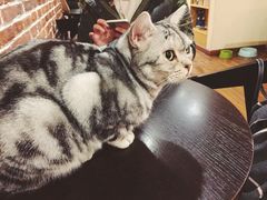 -猫友咖啡店(玉林西路店)