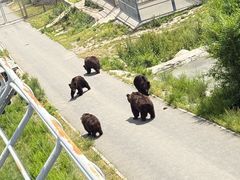 -大青山野生动物园