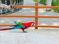 -北京野生动物园