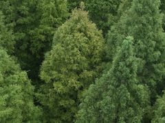 -黄海国家森林公园