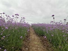 -西京湾花海