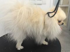 -comecome来吧宠物(奥克斯中心店)