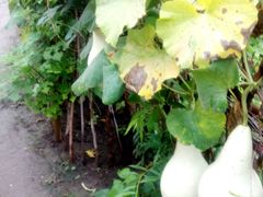 -金明姬铁锅炖(东坝店)