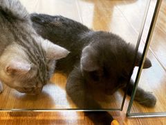 -啵啵喵·猫咖(攀华国际店)