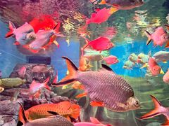 -上海海洋水族馆