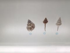 -青岛贝壳博物馆