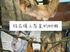 -正佳雨林生态植物园