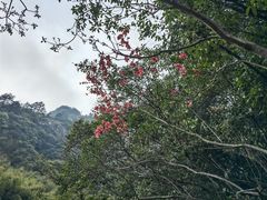 -黄山翡翠谷景区