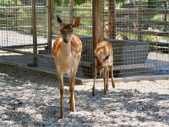 -苏州太湖西山岛开心农场