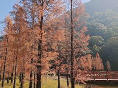 -广州市石门国家森林公园
