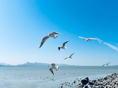 -深圳湾公园(南山区)