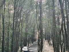 -火炉山森林公园