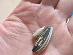 -树上坚果(瑞城店)