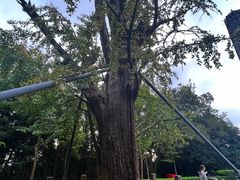 -上海佘山国家森林公园天马山园