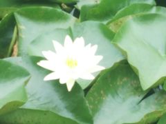 -高子水居