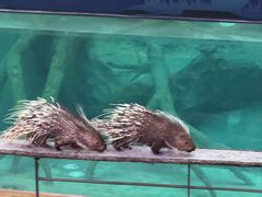 -清迈夜间动物园