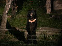 -清迈夜间动物园