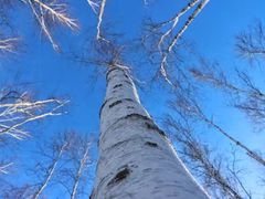 -北极村旅游风景区