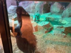 -酷嗒动物文化乐园(cutezoo西溪乐天城店)