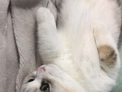 -欣宠猫屋·矮脚拿破仑·蓝金金渐层