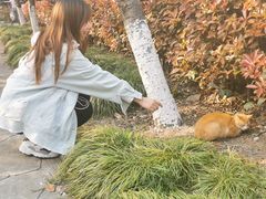 -高东镇樱花园
