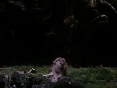-夜间野生动物园