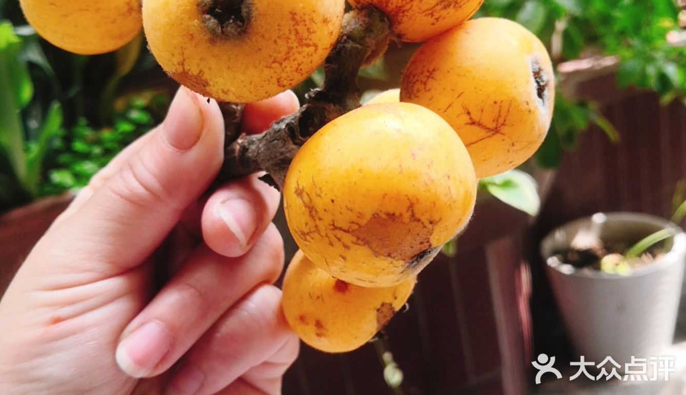 东山水果之王——白玉枇杷