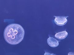 -大连老虎滩海洋公园