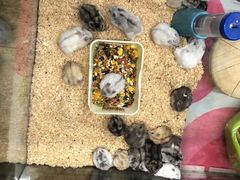 -钓仓鼠(洋桥北里小区店)