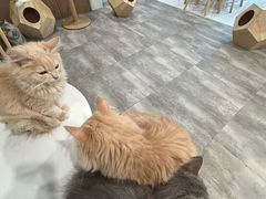 -楼上猫咖(罗湖店)