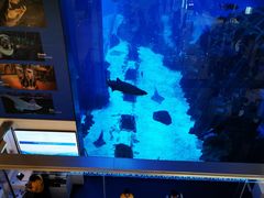 -迪拜水族馆及水下动物园