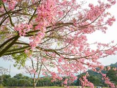 -风云岭森林公园