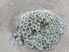 -贝壳沙滩