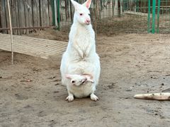 -北京野生动物园