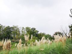-桂溪生态公园