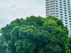 -Green Tree Rest. & Pub