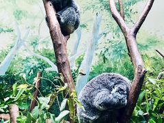 -广州长隆野生动物世界