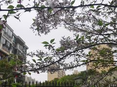 -高东镇樱花园
