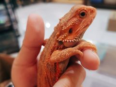 -乌龙爬宠部落(信和购物广场店)