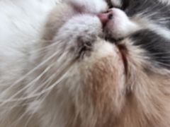 -平行世界·猫咖(首经贸店)