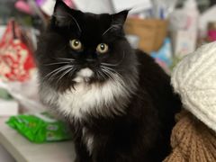 -纳吉亚猫专科动物诊疗中心(蒋宅口分院)