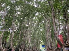 -紫金山山顶公园