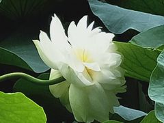 -莲湖公园